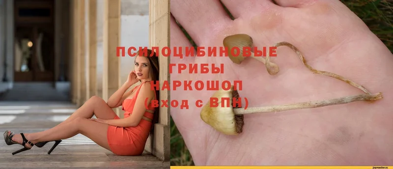 Галлюциногенные грибы MAGIC MUSHROOMS  купить наркотики сайты  Петушки 